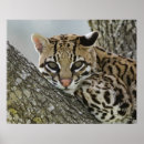 Zoek naar felis posters Ocelot
