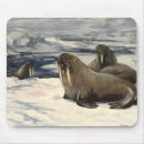 Recherche de morse tapis souris Arctique