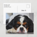 Recherche de tri cartes postales Animal