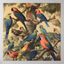 Recherche de perroquet vintage posters Forêt tropicale