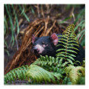 Recherche de le diable posters Nature