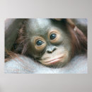 Recherche de grand nez posters Zoo