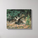 Recherche de orignaux taureau art Faune