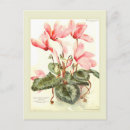Recherche de cyclamen cartes postales Floral