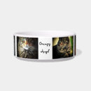Recherche de ange de chat Cats