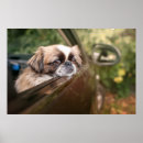 Zoek naar pekingese kunst Hond
