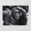 Recherche de chimpanzé cartes postales Gorille