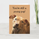 Recherche de chiot pitbull vœux cartes Dog