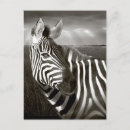 Recherche de zèbre noir et blanc cartes postales Faune