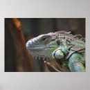 Recherche de lézard posters Iguana