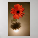 Recherche de gerbera rouge posters Orange