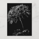 Recherche de fleur chrysanthème cartes postales Jardin
