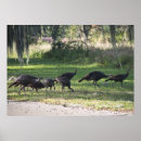 Recherche de dinde sauvage posters Animaux
