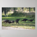 Recherche de dindes posters Animaux