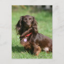 Recherche de bronzage cartes postales Zwergteckel