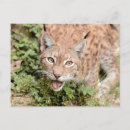 Recherche de photo drôle de chat cartes postales Animal de compagnie
