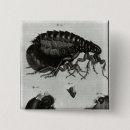 Recherche de mouche badges Insecte