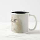 Recherche de persan tasses Mignon