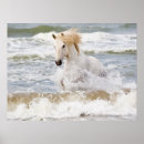 Recherche de cheval de camargue posters Courant