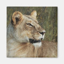 Recherche de safarri magnets Lion
