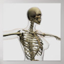 Recherche de biologie humaine posters Sternum