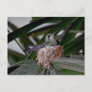 Recherche de nid de colibri cartes postales Nature