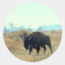 Recherche de bison autocollants taureau