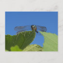 Recherche de libellule bleue cartes postales Nature