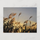 Recherche de gazon cartes postales Herbe