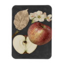 Recherche de étude magnets Charbon de bois