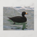 Recherche de oiseau migrateur cartes postales Alaska