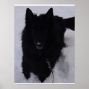 Recherche de chien berger belge posters Malinois