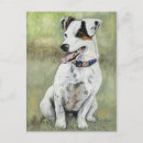 Zoek naar jack russell terrier briefkaarten Canine