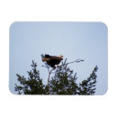 Zoek naar eagle magneten Veren