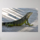 Recherche de iguane art Reptile
