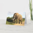 Zoek naar zuid afrika kaarten Olifant