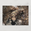 Recherche de monstre gila cartes postales Animal