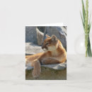 Recherche de puma vœux cartes Nature