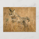 Recherche de serval cartes postales Animal