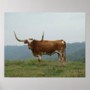 Recherche de rider posters Bull