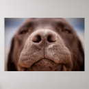 Recherche de chocolat labrador posters Pet