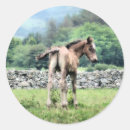 Recherche de colt autocollants Mignon