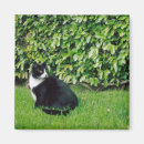 Recherche de minou noir magnets Blanc