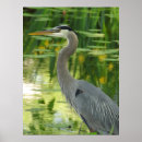 Zoek naar vijvers posters Vogels