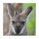 Recherche de wallaby Marsupial
