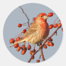 Recherche de finch autocollants Rouge