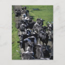 Recherche de vache laitière cartes postales Bétail