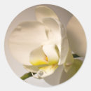 Recherche de orchidée blanche autocollants Bride