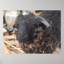 Recherche de moutons noirs posters Mouton noir