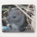 Zoek naar ratten muismatten Dieren